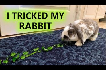 Rabbit follows trail of food and tricked to be cuddled | Adorable | ASMR