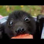 FLOOFY BATS eating fruit! 🦇