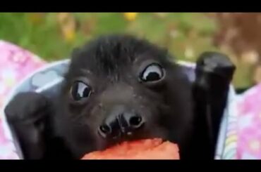 FLOOFY BATS eating fruit! 🦇