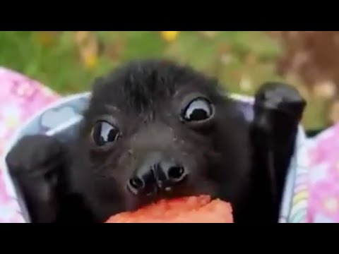 FLOOFY BATS eating fruit! 🦇
