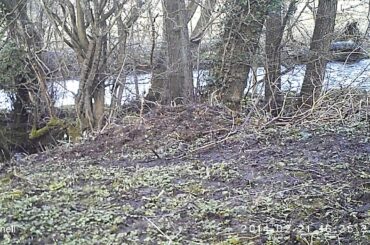 WildTees cute rabbit