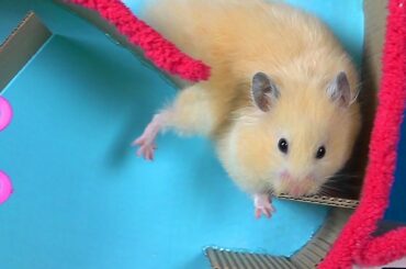 Hamster Easter Egg Hunt - Rabbit Maze!