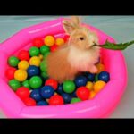 My pet rabbit funny and cute compilation