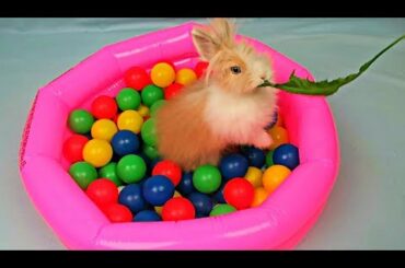 My pet rabbit funny and cute compilation