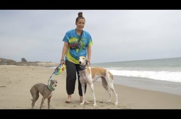 Taking Our Greyhound To The Beach For The First Time