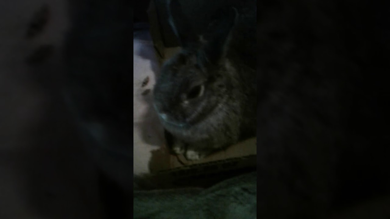 Hanging out with the most cutest bunny in the world