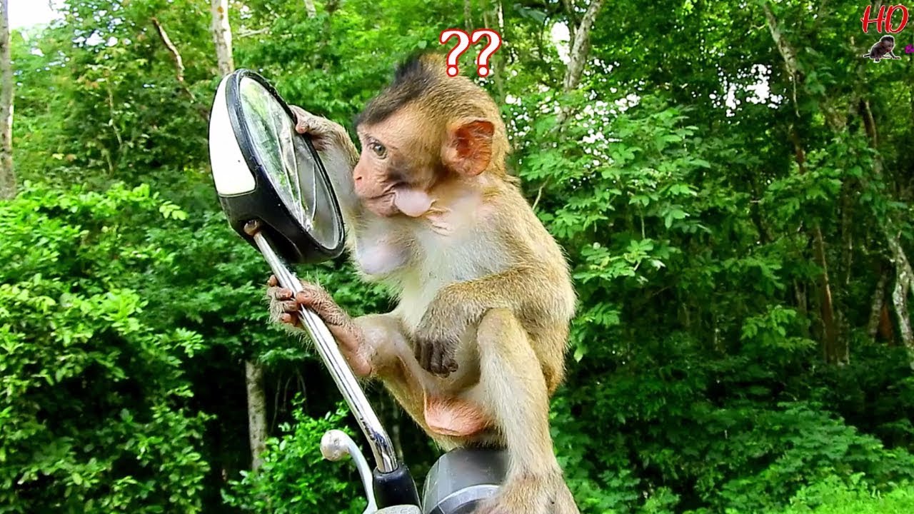 WOOW! How cute baby monkey Lola see her face in mirror | Adorable Lola tantrums her face so pretty