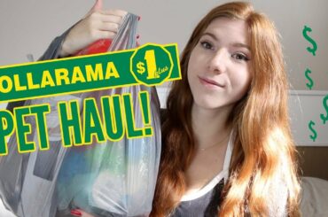 Dollarstore Pet Haul 💸