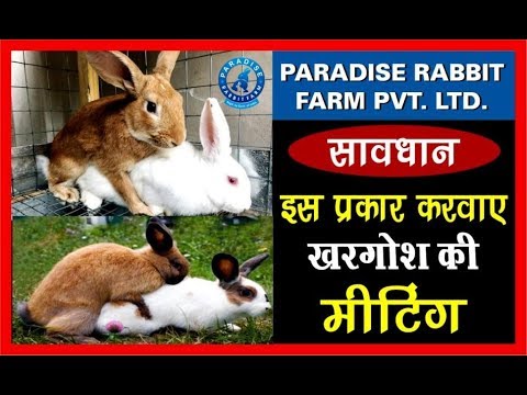 इस प्रकार करवाए खरगोश की मीटिंग  | Rabbit Farming | paradise rabbit Farm |
