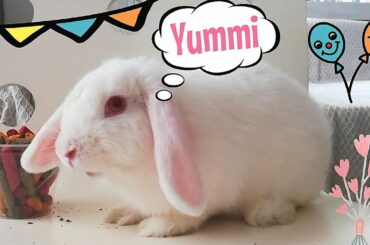 Mi coneja estrena nuevo menú, Funny rabbit, cute bunny.