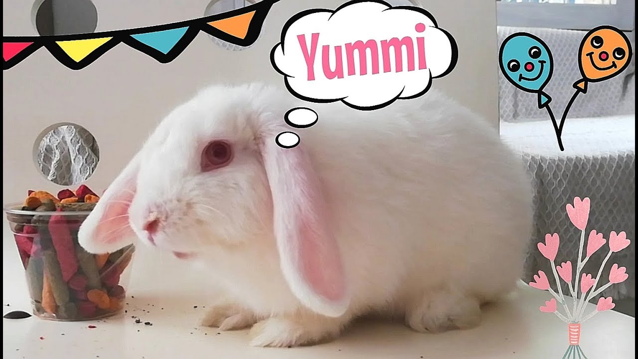 Mi coneja estrena nuevo menú, Funny rabbit, cute bunny.