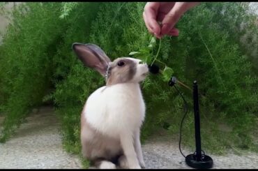 Videos for Kids - So cute Rabbit eating Parsley - ASMR