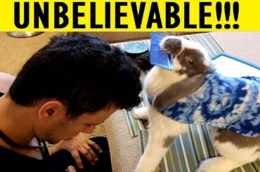 Rabbit gives guy a makeover (things you don't see everyday...)