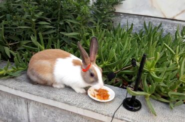 Video for Kids - So cute Rabbit eating Apple - ASMR