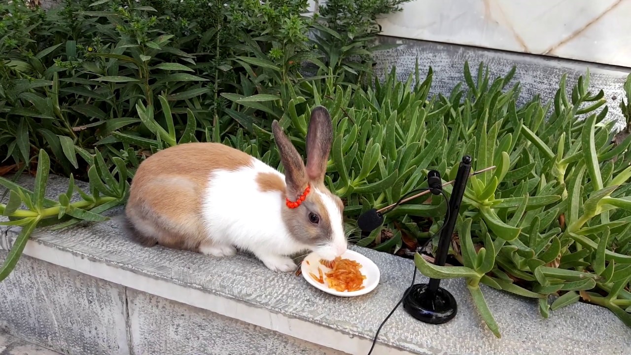 Video for Kids - So cute Rabbit eating Apple - ASMR