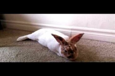 Cute Bunny Flop by Rex Rabbit Pepper
