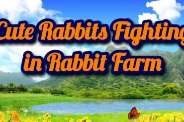 Cute Rabbits Fighting in Rabbit Farm | Pet Lovers