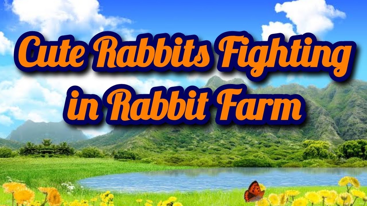 Cute Rabbits Fighting in Rabbit Farm | Pet Lovers