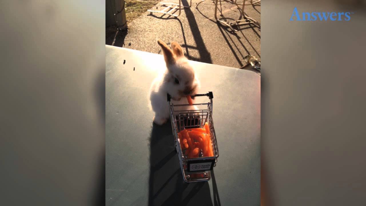 This Adorable Baby Bunny Has a Tiny Shopping Cart to Hold All His Carrots