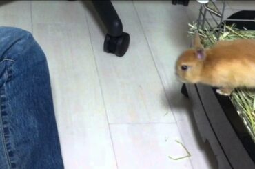 Cute Bunny Rabbit Now Can Jump!!Netherland Dwarf