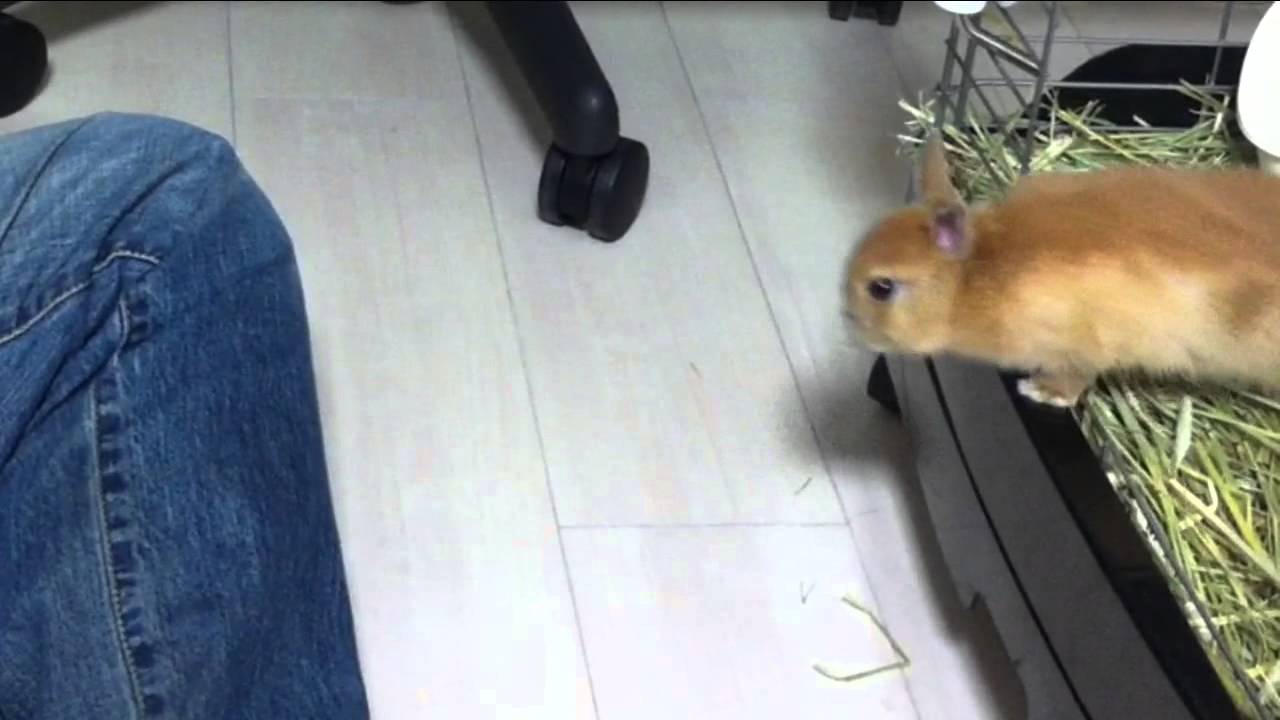 Cute Bunny Rabbit Now Can Jump!!Netherland Dwarf