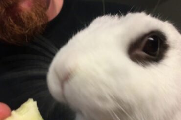 Bunny eating apple slice (short vid)