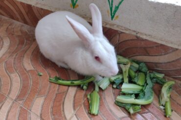 # 4 Cute Bunny Eating Cauliflower Leaves with Great Interest