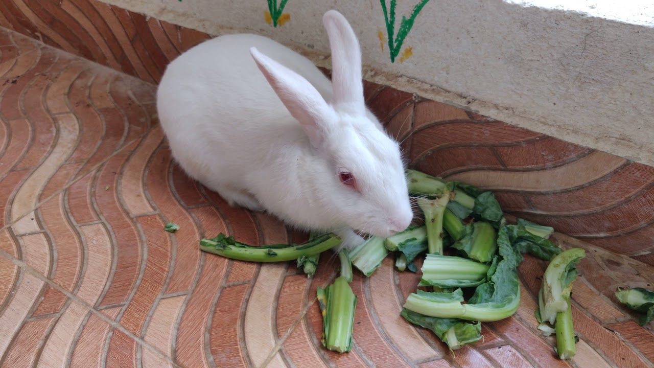 # 4 Cute Bunny Eating Cauliflower Leaves with Great Interest