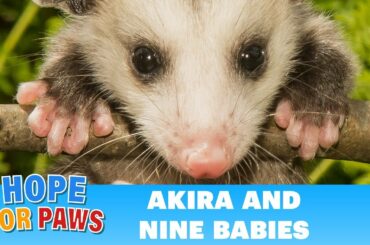 It's UNBELIEVABLE how this mom kept her babies alive!!!  We would LOVE your comments #HopeForPawssum