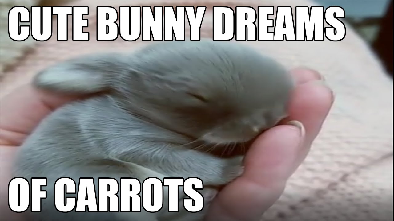 Eyebleach: Cutest Bunny Twitches in its Sleep