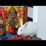 #2 Innocent Bunny Eating Ganpathi Puja Flowers | Funny Rabbit Surprises All