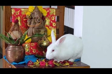 #2 Innocent Bunny Eating Ganpathi Puja Flowers | Funny Rabbit Surprises All