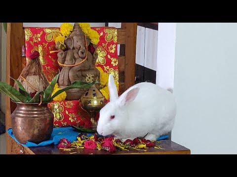 #2 Innocent Bunny Eating Ganpathi Puja Flowers | Funny Rabbit Surprises All