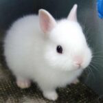 My Cute White Rabbit