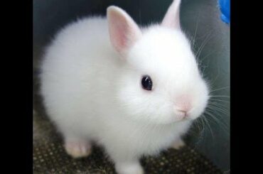 My Cute White Rabbit