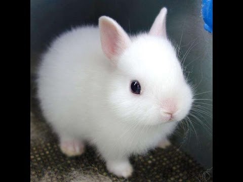 My Cute White Rabbit