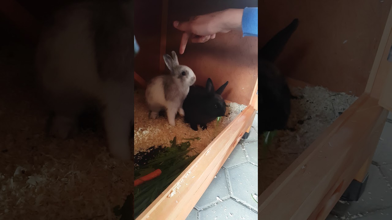 Cute Rabbits 😍