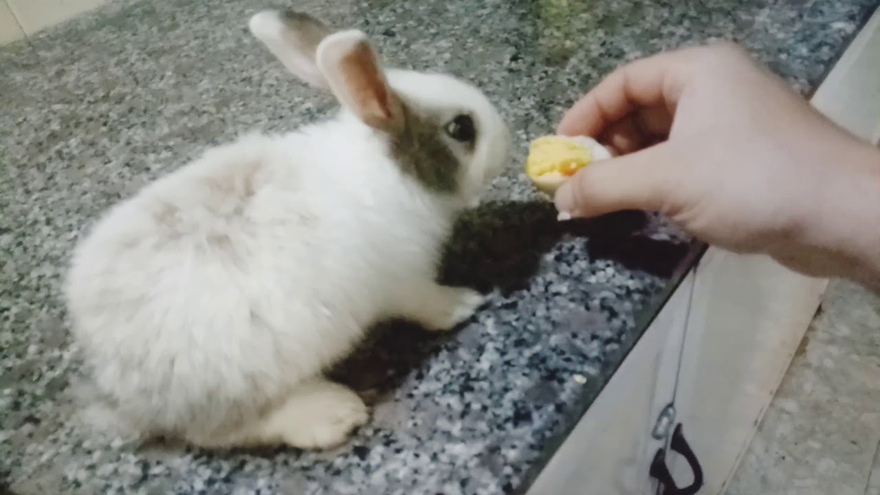 Rabbit Baby KiKi | Thỏ KiKi thông minh ăn cơm vs thịt kho hột vịt.