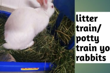 How to Litter Train a Rabbit | ख़रगोेश को पॉटी करना सिखाये | Potty Training for Bunny