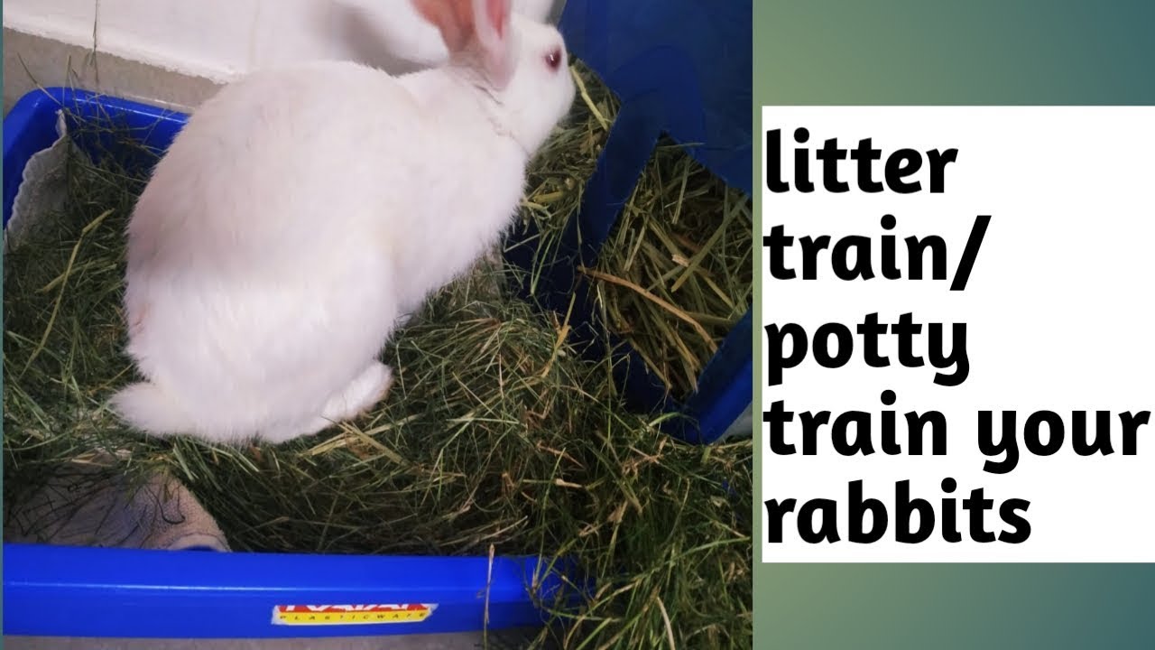 How to Litter Train a Rabbit | ख़रगोेश को पॉटी करना सिखाये | Potty Training for Bunny