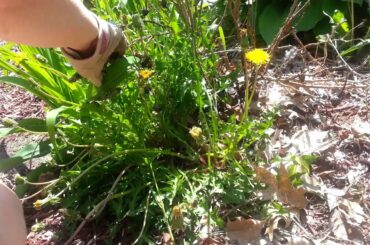 BABY BUNNY IN OUR GARDEN!