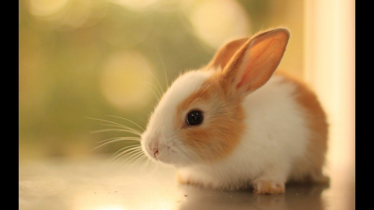 Cute Bunny Rabbit Attack