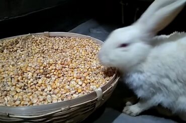 ❤️ baby bunny rabbit(🐰🐰🐰)and his mom(🐇)