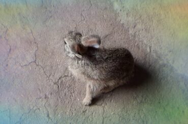 सुन्दर खरगोश || SO CUTE RABBIT