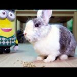 bunny eating crunchy food ASMR and playing with the cat friends rabbit funny video  ( SO CUTE 2019 )