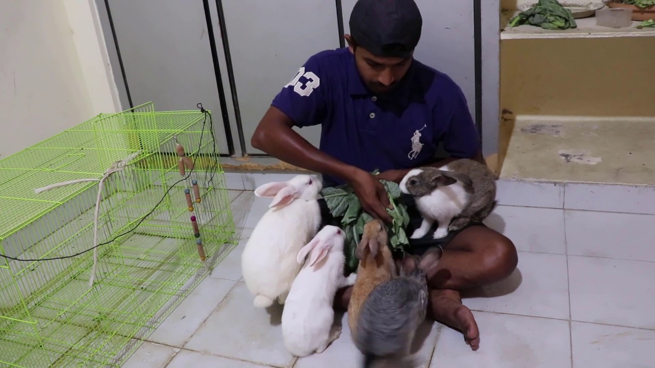 cute bunny rabbits massage for relaxation rabbit with gas pain groom your rabbit jumping competition