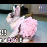 bunny won't wear dress up cute bunny doing funny things with cats (This is SO CUTE 2019 video)