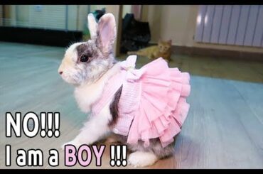 bunny won't wear dress up cute bunny doing funny things with cats (This is SO CUTE 2019 video)