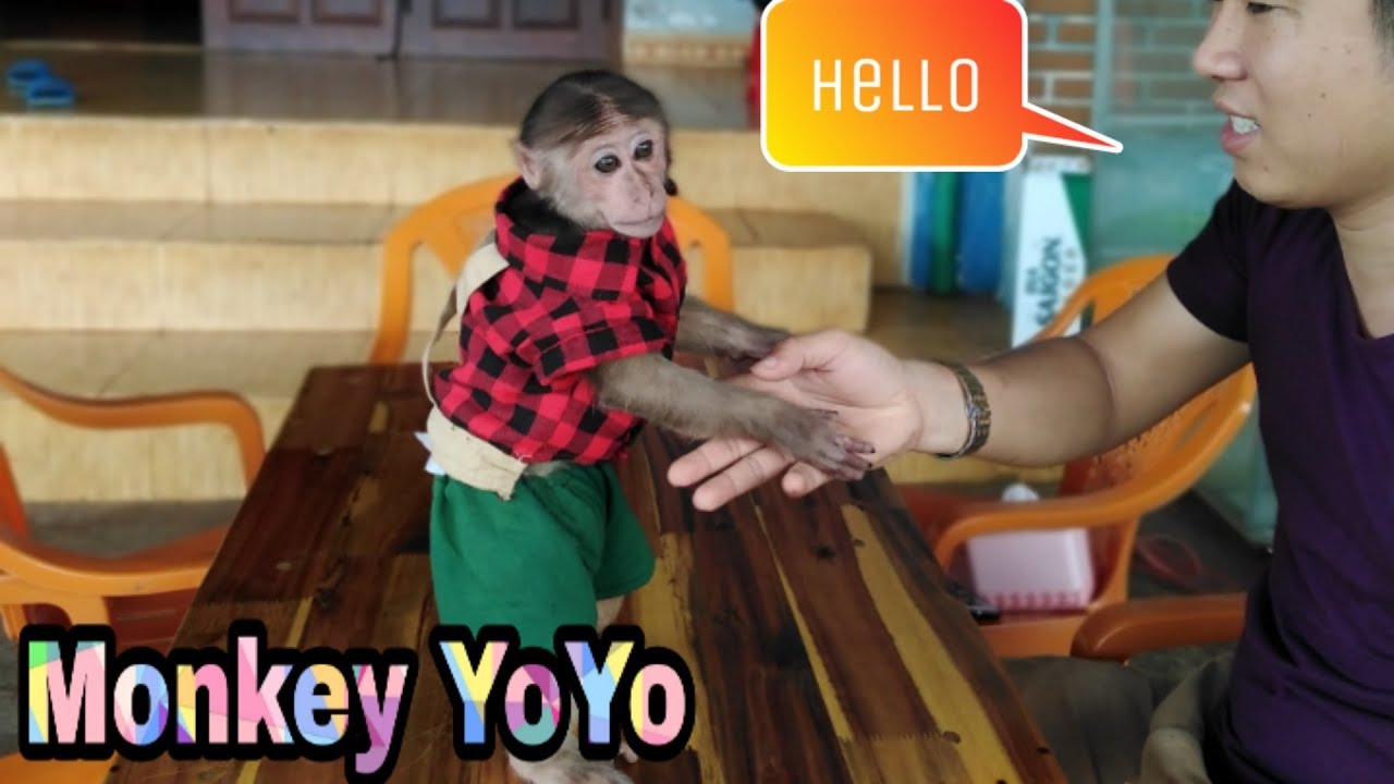How smart Monkey Yoyo is | monkey Yoyo very cute| Monkey Baby Yoyo |
