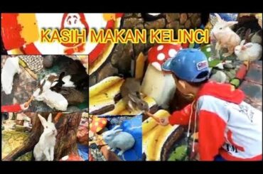 Kasih makan kelinci | Kelinci lucu | Feeding Cute Bunny Rabbit